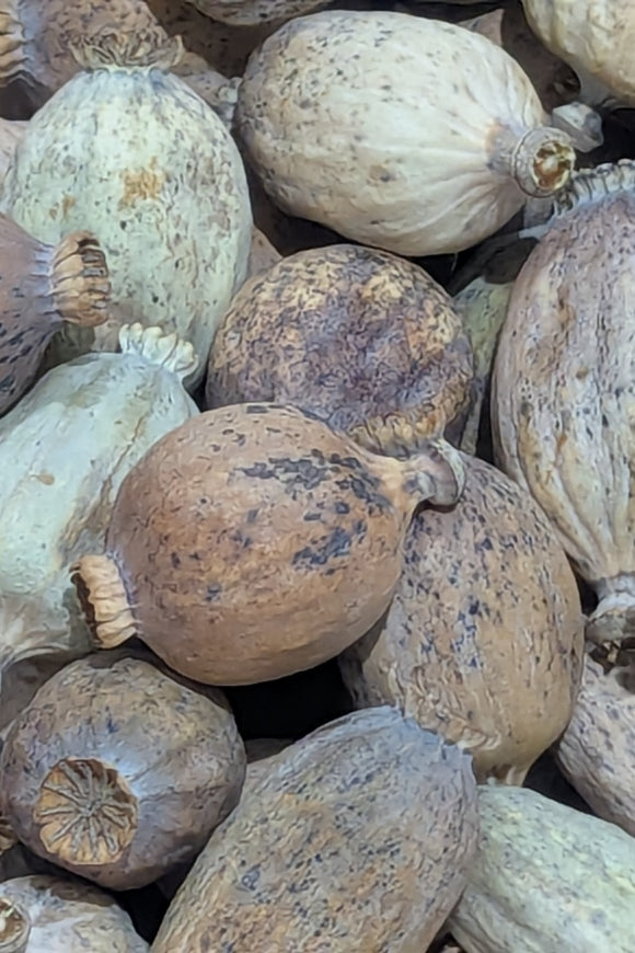 Buy Poppy Pods Locally In USA at Ocean Floral Waves