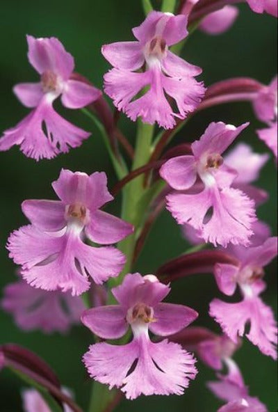 Hawaiian Orchids, Platanthera Holochila {Fringed Orchid} 'The Rarest Hawaiian Orchid'