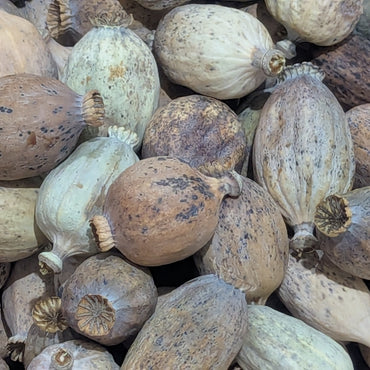 Natural, Dried Poppy Pods