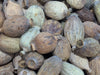 Buy Poppy Pods Locally In USA at Ocean Floral Waves