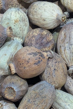 Buy Poppy Pods Locally In USA at Ocean Floral Waves