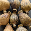 Dried Poppy Pods