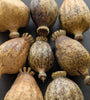 Dried Poppy Pods