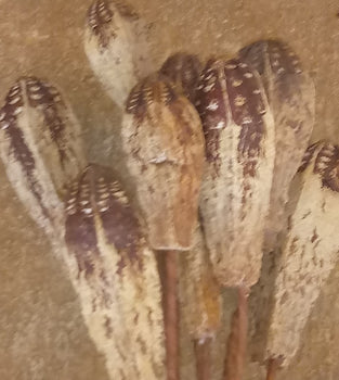 Natural, Mahogany Pods