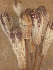 Natural, Mahogany Pods