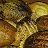 "Superior, Dried Poppy Pods" 'Ships Direct from USA' 'Dried Floral Decor Supplies', Click on Drop-Down Menu Selection for Additional Weight Options