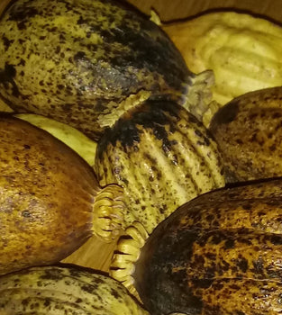 "Superior, Dried Poppy Pods" 'Ships Direct from USA' 'Dried Floral Decor Supplies', Click on Drop-Down Menu Selection for Additional Weight Options