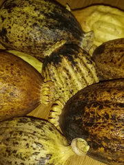 "Superior, Dried Poppy Pods" 'Ships Direct from USA' 'Dried Floral Decor Supplies', Click on Drop-Down Menu Selection for Additional Weight Options