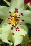 Hawaiian Orchid, Anoetochilus Sandvicensis {the Jewel Orchid}