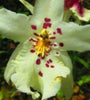 Hawaiian Orchid, Anoetochilus Sandvicensis {the Jewel Orchid}