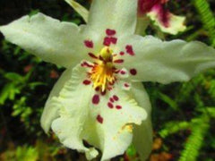 Hawaiian Orchid, Anoetochilus Sandvicensis {the Jewel Orchid}