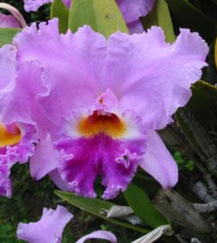 Hawaiian Orchids, Liparis Hawaiensis {Twayblade Orchid}