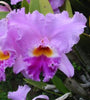 Hawaiian Orchids, Liparis Hawaiensis {Twayblade Orchid}