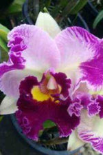 Hawaiian Orchids, Liparis Hawaiensis {Twayblade Orchid}