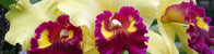Hawaiian Dried Floral