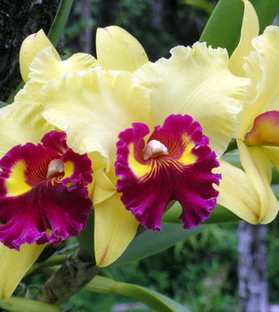 Hawaiian Orchids, Platanthera Holochila {Fringed Orchid} 'The Rarest Hawaiian Orchid'