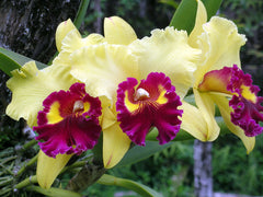 Hawaiian Orchids, Platanthera Holochila {Fringed Orchid} 'The Rarest Hawaiian Orchid'