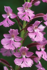 Hawaiian Orchids, Platanthera Holochila {Fringed Orchid} 'The Rarest Hawaiian Orchid'