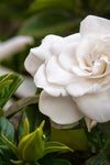 Hawaiian Dried Floral, Gardenias {Silk}