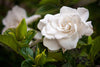 Hawaiian Dried Floral, Gardenias {Silk}