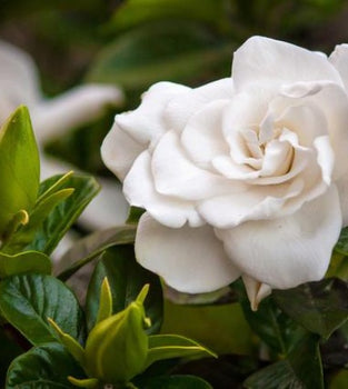 Hawaiian Dried Floral, Gardenias {Silk}